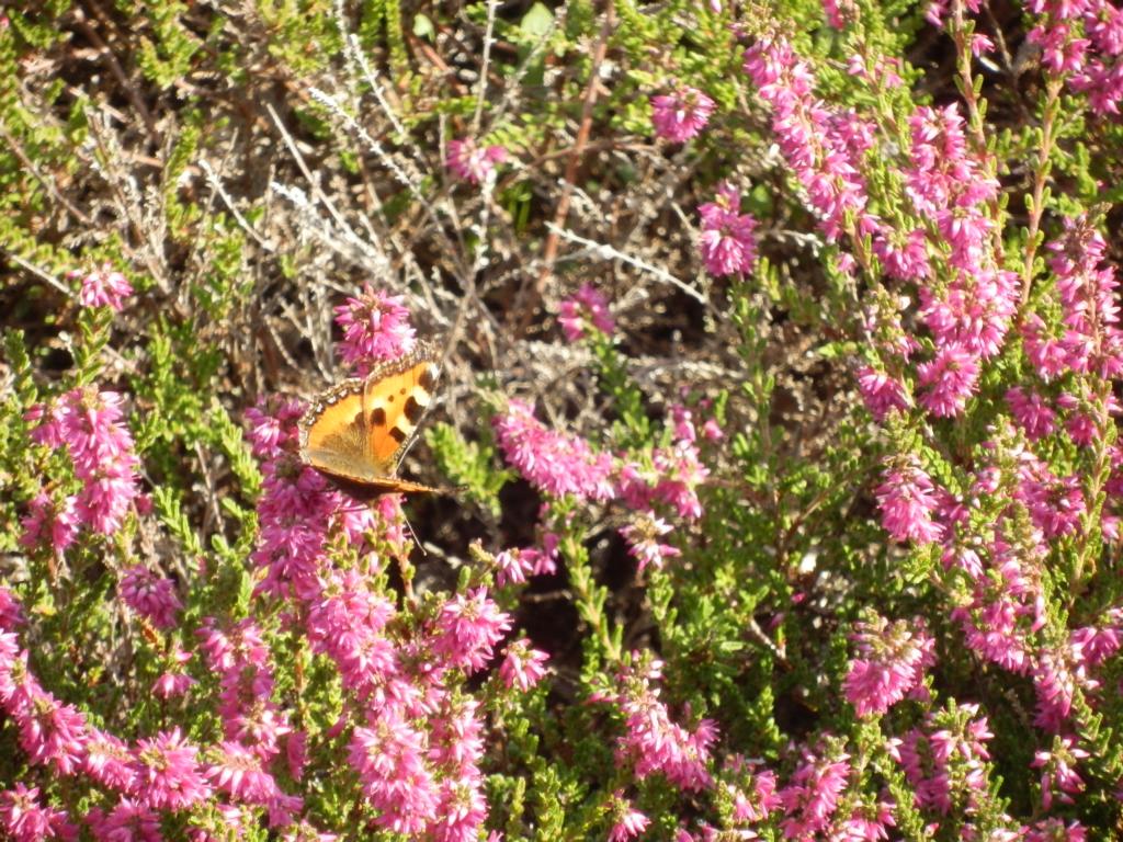 Natur pur in der Lüneburger Heide - Der Schmetterling liebt die Heidepflanze genau so wie Du